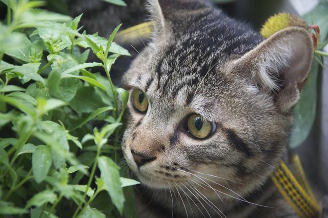 狸花猫打架是否很厉害？