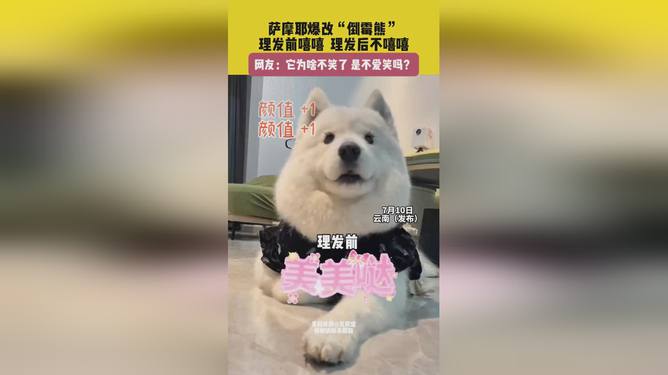 理发前后的萨摩耶与白色柴犬，萨摩耶与白色柴犬的理发前后对比，萨摩耶和白色柴犬的理发变化，萨摩耶与白色柴犬的发型对比，萨摩耶和白色柴犬的理发效果